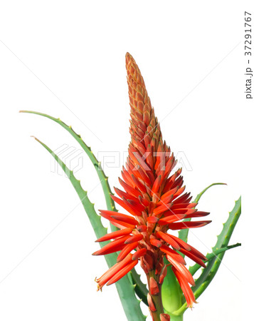キダチアロエの花の写真素材