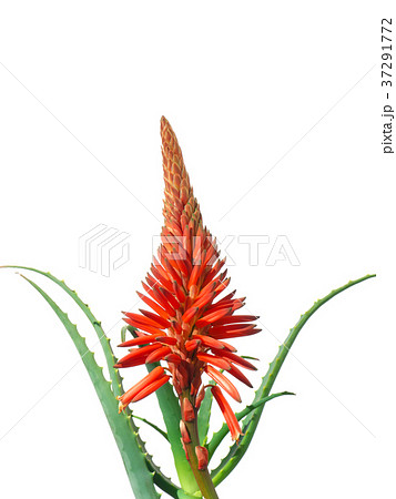 キダチアロエの花 キダチアロエの花 37291772