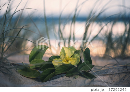 Sunshine beach at Noosa, Sunshine Coast 37292242