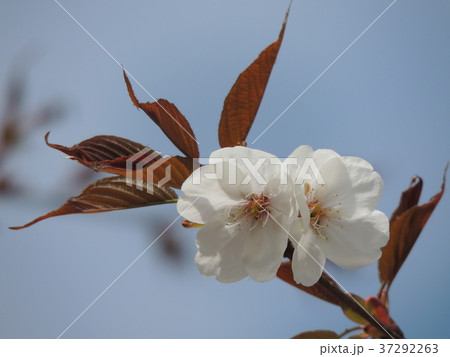 サクラの花青バック 37292263