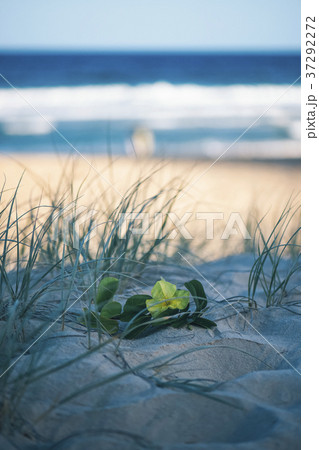 Sunshine beach at Noosa, Sunshine Coast Sunshine beach at Noosa, Sunshine Coast 37292272