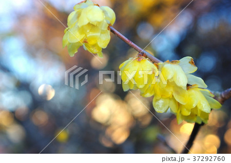 ロウバイの花 ロウバイの花 37292760