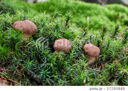 Imleria badia. Fungus in the natural environment. 37293889