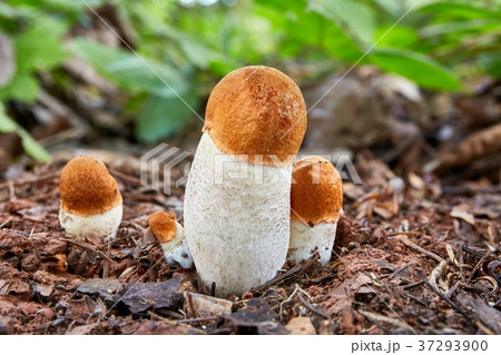 Leccinum aurantiacum in the natural environment. Leccinum aurantiacum in the natural environment. 37293900