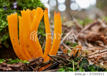 Calocera viscosa in the natural environment. 37293911