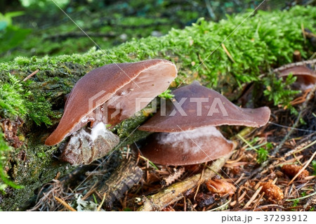 Auricularia auricula judae 37293912