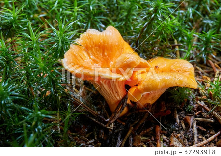 Cantharellus cibarius in the natural environment. Cantharellus cibarius in the natural environment. 37293918