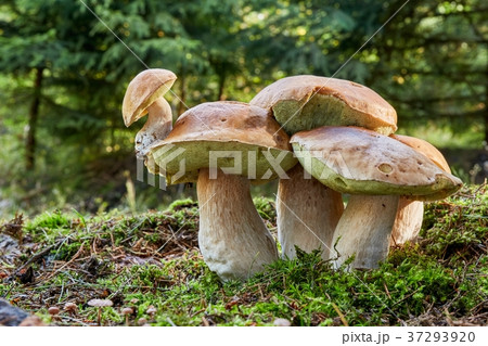 Boletus edulis. Fungus in the natural environment. Boletus edulis. Fungus in the natural environment. 37293920