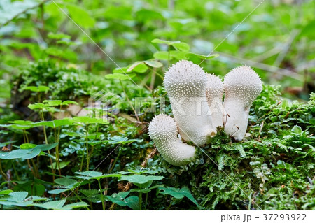 Lycoperdon perlatum in the natural environment. 37293922