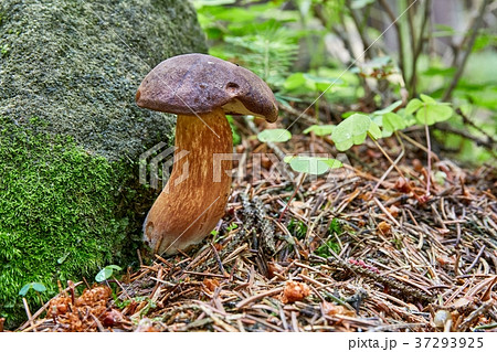 Imleria badia. Fungus in the natural environment. 37293925