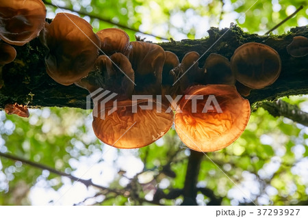 Auricularia auricula judae Auricularia auricula judae 37293927