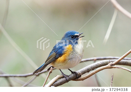 ルリビタキ　オス 37294338