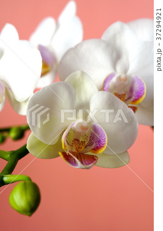 気品溢れる白のコチョウラン 37294921