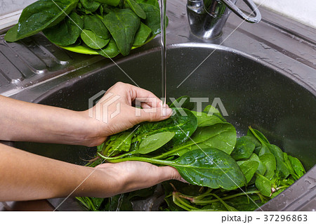 Woman Hands Washing Spinach in the kitchen Woman Hands Washing Spinach in the kitchen 37296863