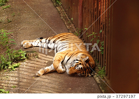Tiger is dozing in the cage. Summer sunny day Tiger is dozing in the cage. Summer sunny day 37297197
