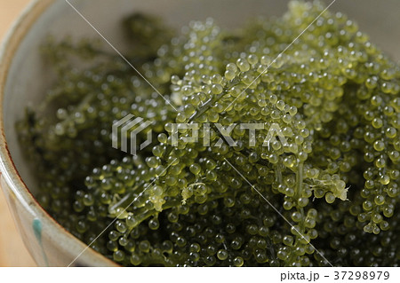 海ぶどう 海ぶどう 37298979