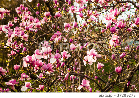 blooming magnolia flowers 37299278