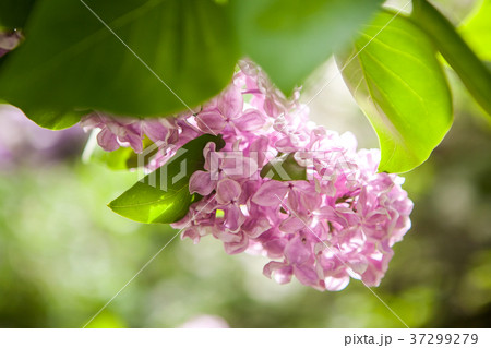 Spring blossoming lilac 37299279