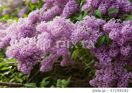 Spring blossoming lilac 37299282