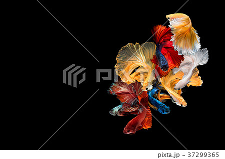 Close up art movement of Betta fish Close up art movement of Betta fish 37299365