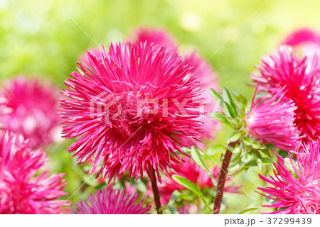Flowerbed of multi-colored asters. Flowerbed of multi-colored asters. 37299439