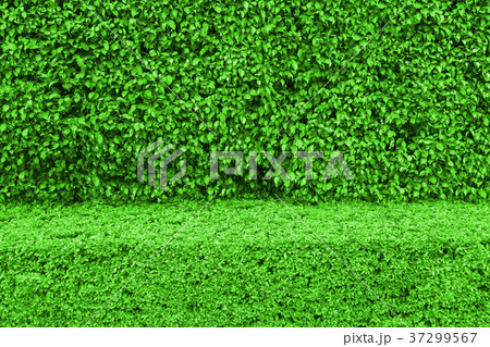 Natural green leaves wall background 37299567