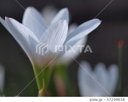 タマスダレの花 タマスダレの花 37299638