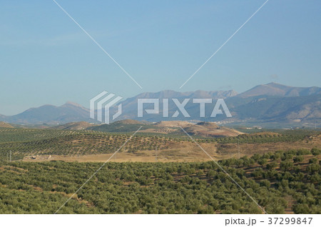 スペインのオリーブ畑 スペインのオリーブ畑 37299847