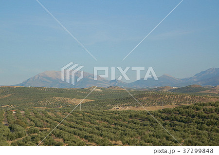 スペインのオリーブ畑 スペインのオリーブ畑 37299848