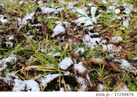 草に積もる雪 37299878