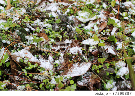 草に積もる雪 37299887