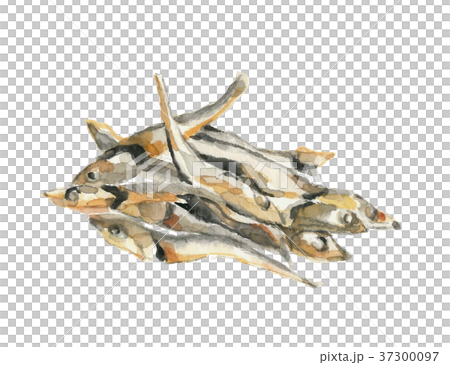 煮干し ニボシ 【手描き水彩画】白バック  37300097