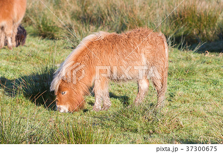 Shetlandpony in the Netherlands Shetlandpony in the Netherlands 37300675