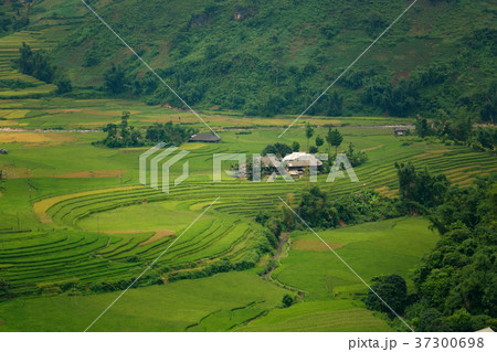 Vietnam Beautiful rice terrace and cottage Vietnam Beautiful rice terrace and cottage 37300698