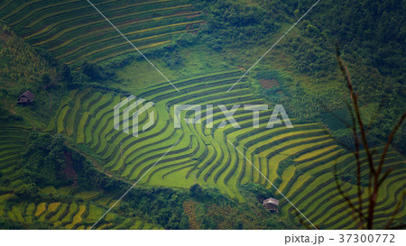 Rice curve on terrace mountain beautiful Rice curve on terrace mountain beautiful 37300772