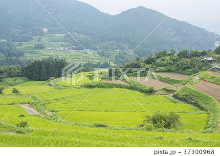 宮崎 37300968