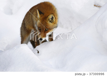 ホンドギツネ アカギツネ キツネ 狐 Japanese Red Fox 野性動物 雪 冬 自然 の写真素材 ホンドギツネ アカギツネ キツネ 狐 Japanese Red Fox 野性動物 雪 冬 自然 の写真素材