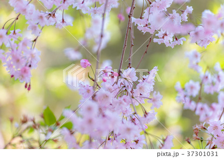 奈良 大神神社のしだれ桜 奈良 大神神社のしだれ桜 37301031