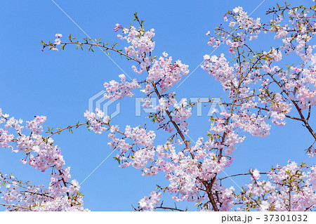 奈良 大神神社のしだれ桜 奈良 大神神社のしだれ桜 37301032