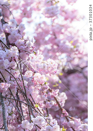 奈良 大神神社のしだれ桜の写真素材