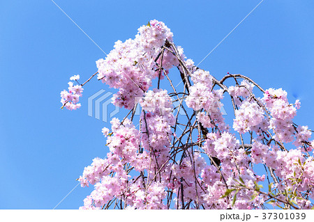 奈良　大神神社のしだれ桜 37301039