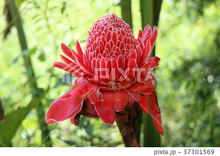 トーチジンジャー 37301569