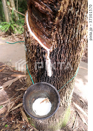 ゴムの木 37301570