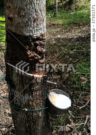 ゴムの木 ゴムの木 37301571