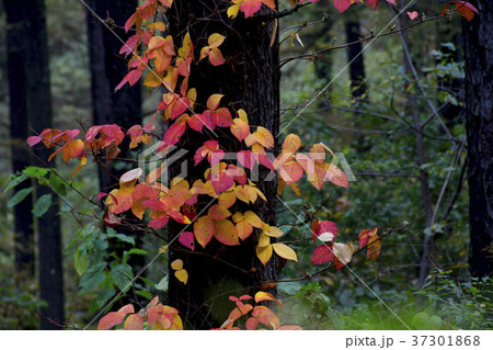 つたうるしの紅葉 37301868