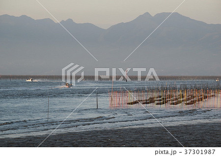 有明海苔養殖 37301987