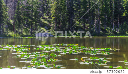 Nymph Lake, Colorado Nymph Lake, Colorado 37302022
