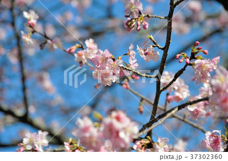 サクラ,伊豆の踊子 サクラ,伊豆の踊子 37302360