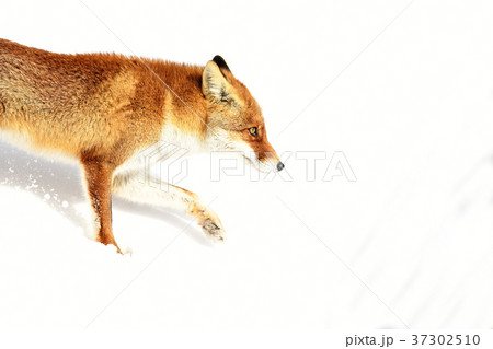 ホンドギツネ アカギツネ キツネ 狐 Japanese Red Fox 野性動物 雪 冬 自然 の写真素材