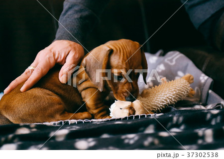 Dachshund puppy playing with a soft toy 37302538